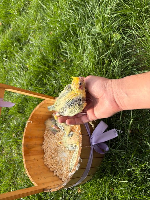 Продаются птенцы Корелла