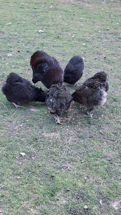 Pui araucana potarnichiu salbatic