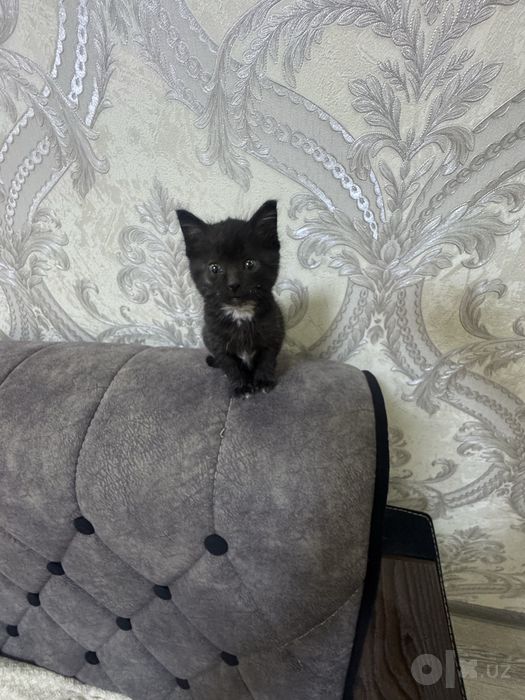 Котенок бесплатно