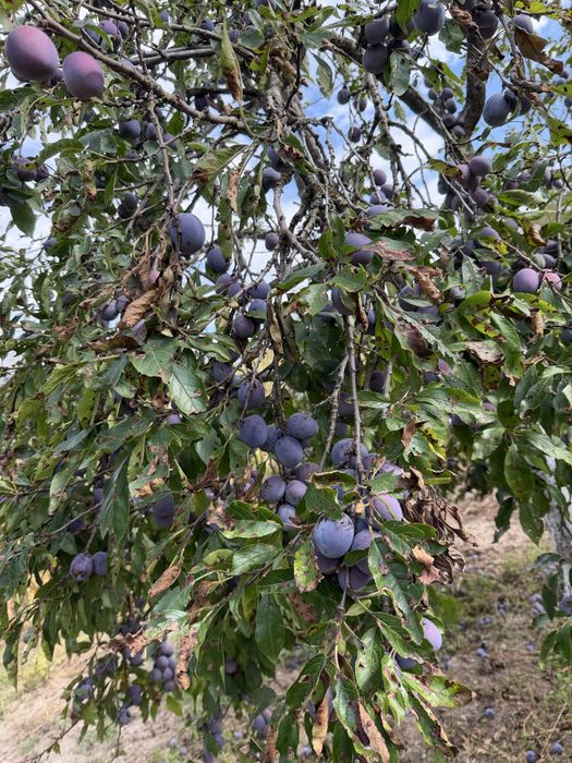 Prune de tuica anaspet