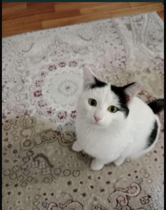 Ласковый Тимоша!