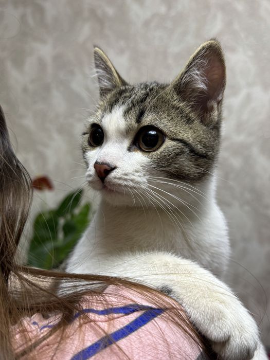 Котик ищет любящий дом