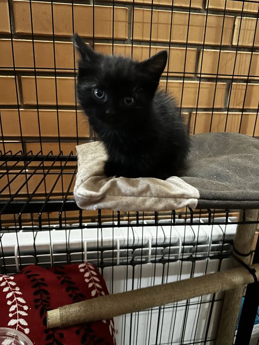 Котята черные ищут свой дом