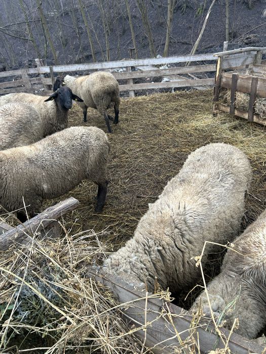 Berbeci de vanzare sau schimb