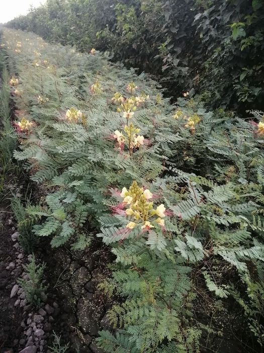 Саженцы оптом и в розницу