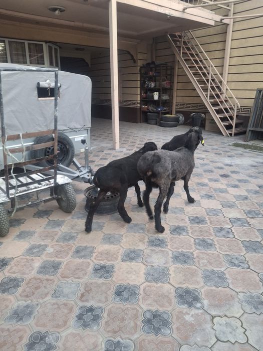 Қошқарлар сатылатын