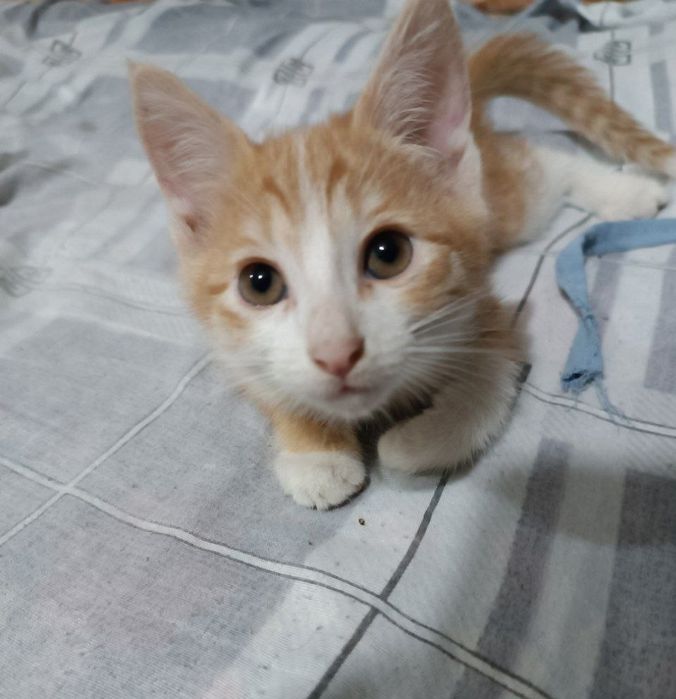 Отдадим, котят даром