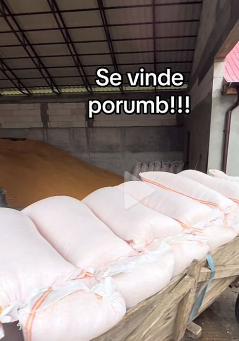 Porumb de vânzare!