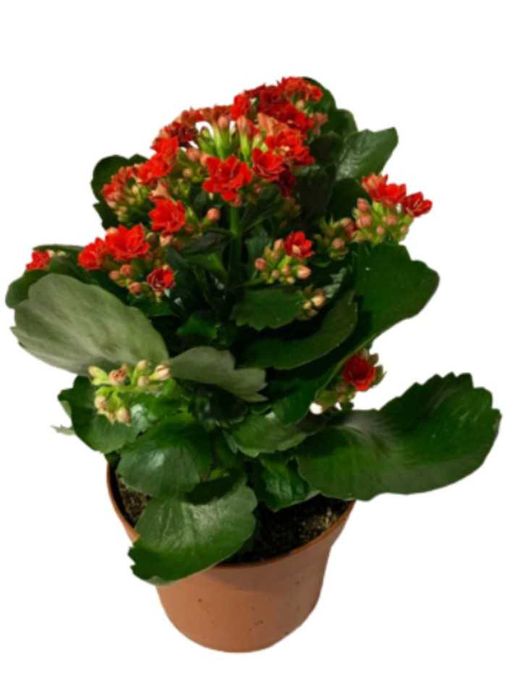 Цветы комнатные  коланхоэ и Герань