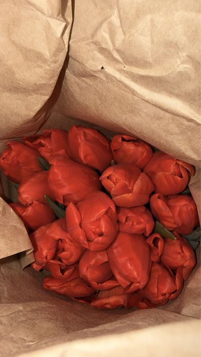 Тюльпаны оптом местные