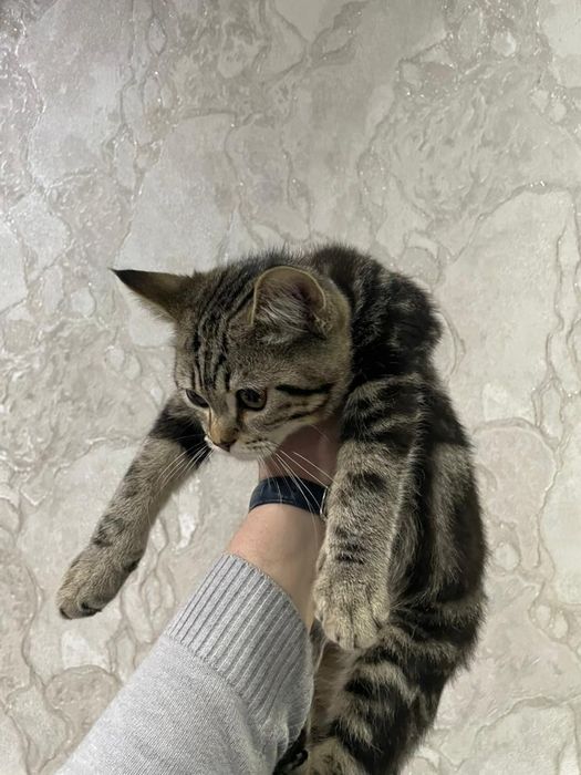 Mushukchalar ishonchli qoʻllarga sotiladi