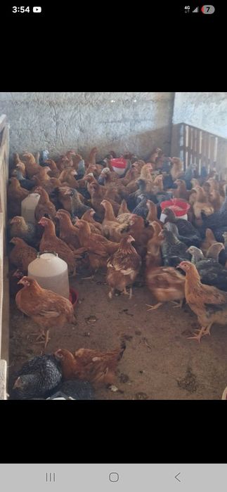 puii de carne și rasa mixta