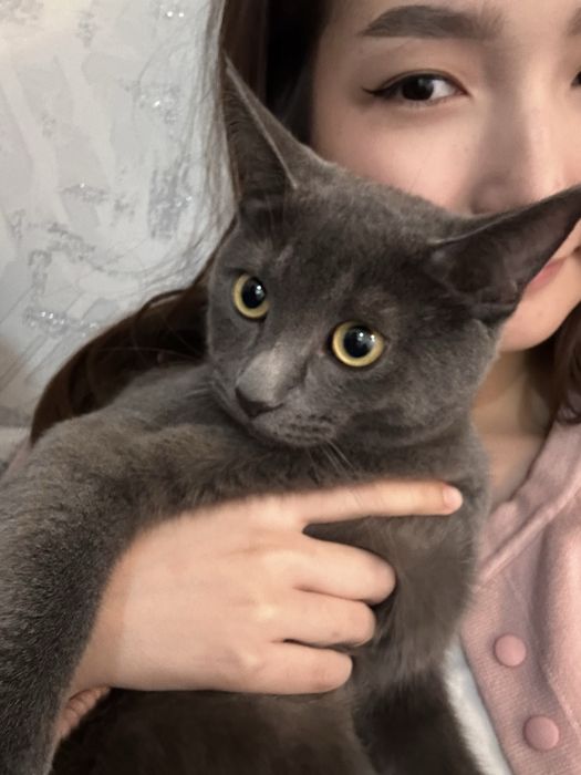 продам котика 5 к
