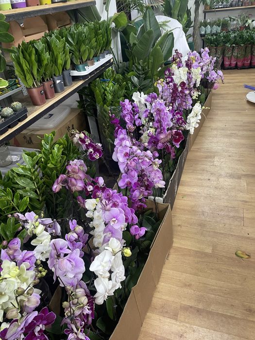 Орхидеи очень большой выбор