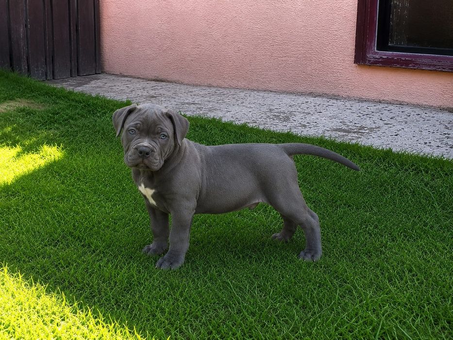 American Pocket Blue Eyes – Pedigree ABKC