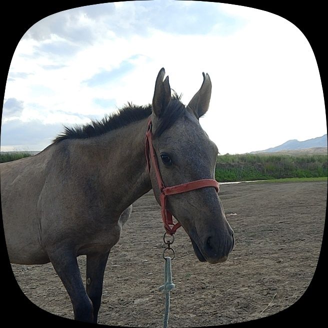 1,5 жасар тай сатылады.