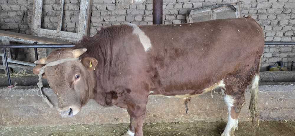 Бұқа сатылады бык