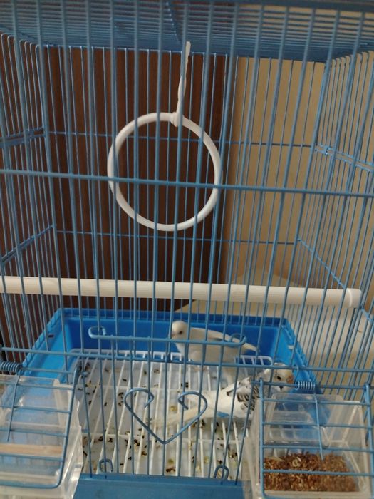 Продам волнистых попугаев мальчик и девочка  срочноо