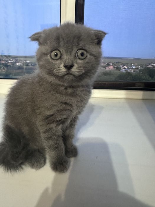 Продам котенка британца