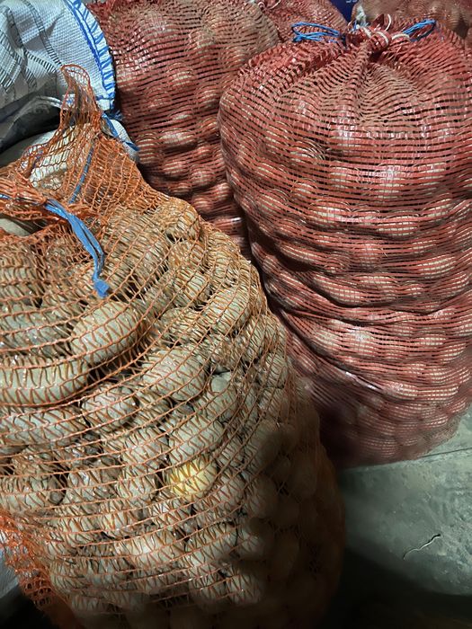 Cartof alb rosu de consum, cartofi porci