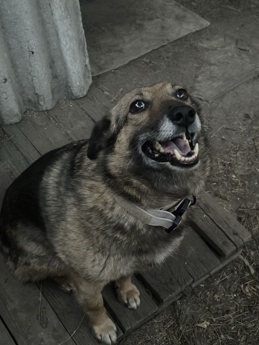 Пристраиваются две собаки