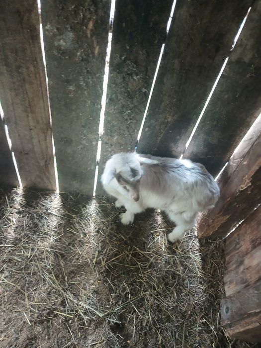 Iezi de vanzare si capre