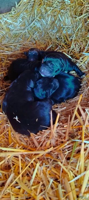 Продавам Кане Корсо