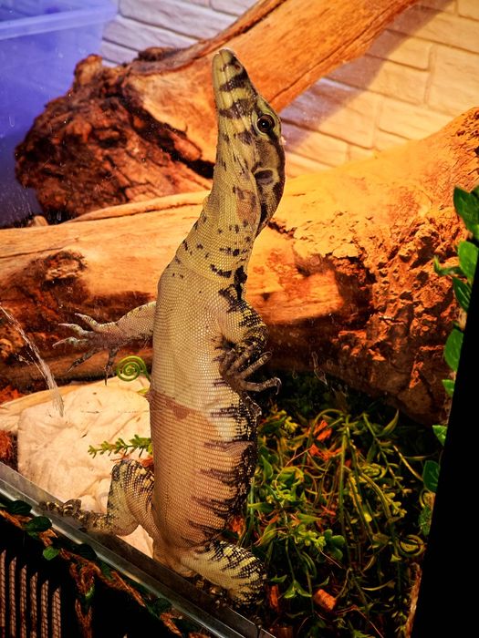 Варан  Сальватор