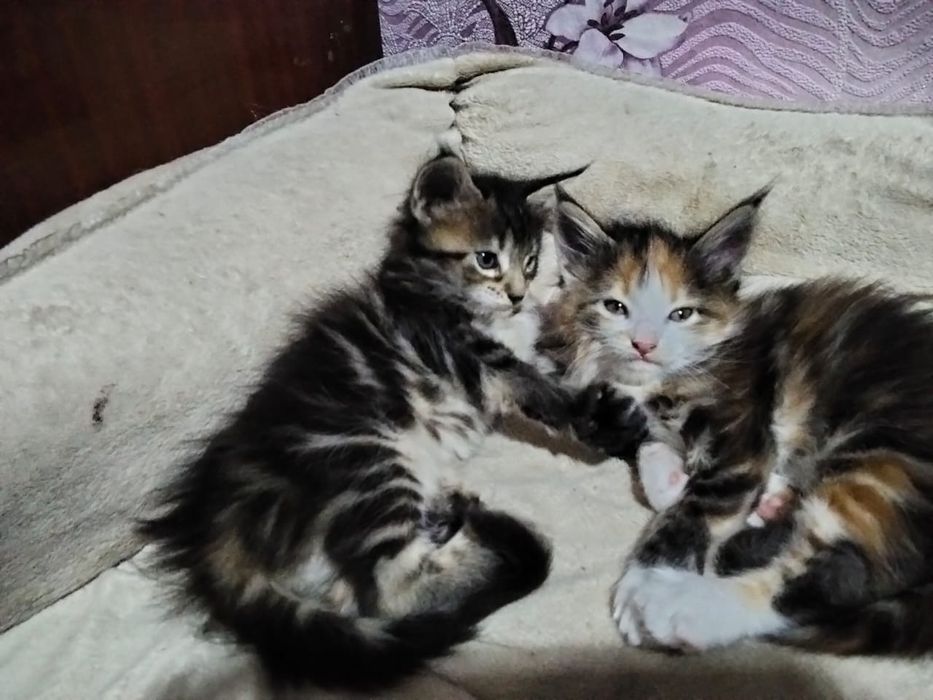 Котёнок Мейн-куна