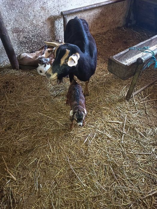 Capra fătată cu ieduta