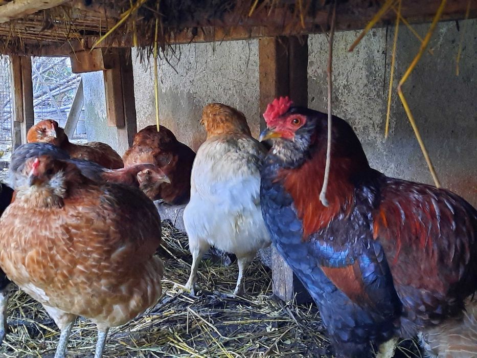 oua si gaini araucana ,wyandotte