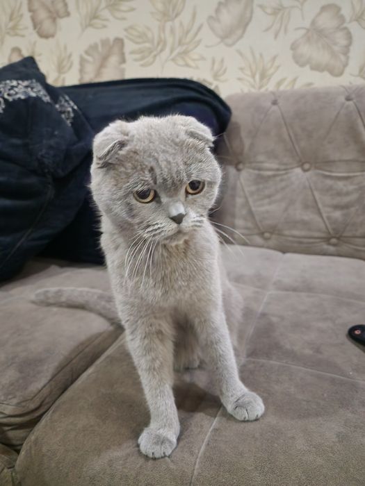 Scottish Fold mushuk sotiladi