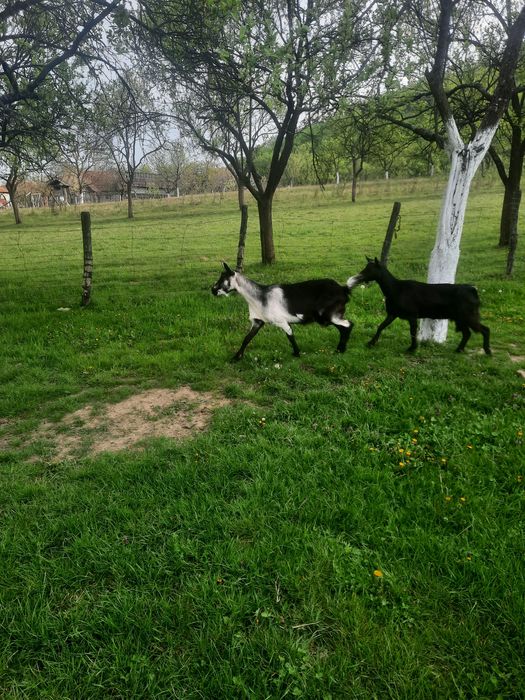 vând două capre cu lapte la 1100 de lei