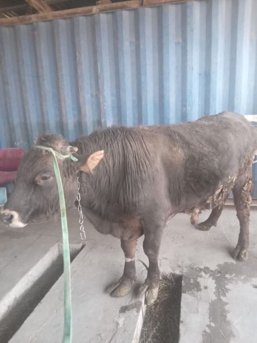 Домашний бык ………………