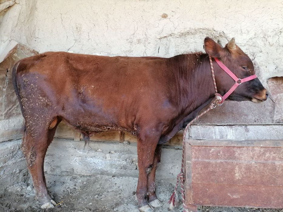 1 yarim yoshar qizil buqa