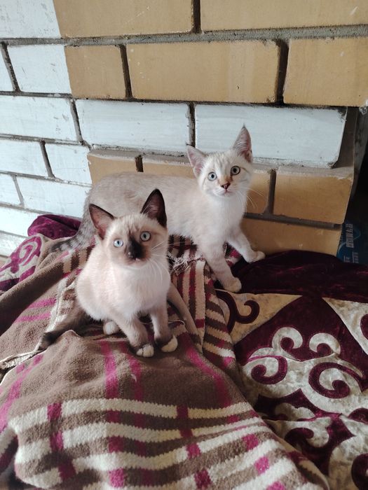 Отдам котят мальчик и девочка