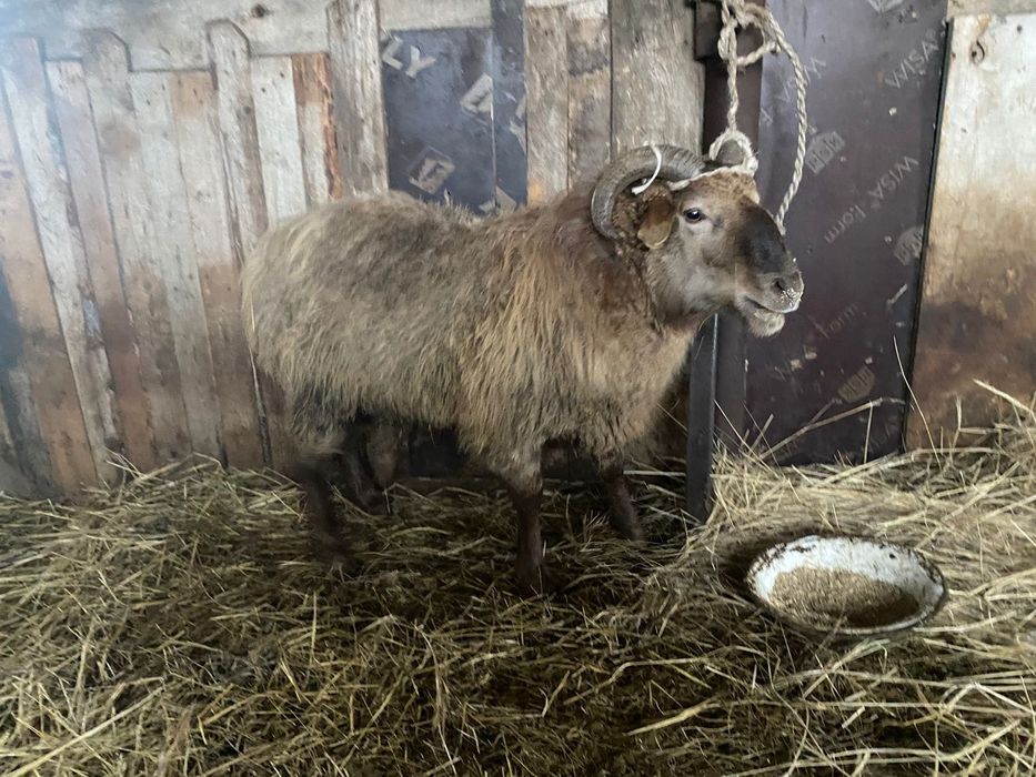 Қошқар сатылады семіз