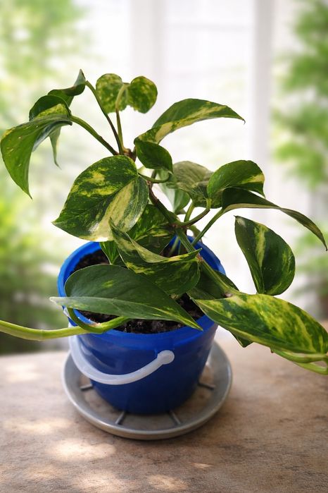 Сциндапсус, алое вера