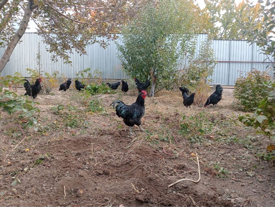 Продам петухи австролорп