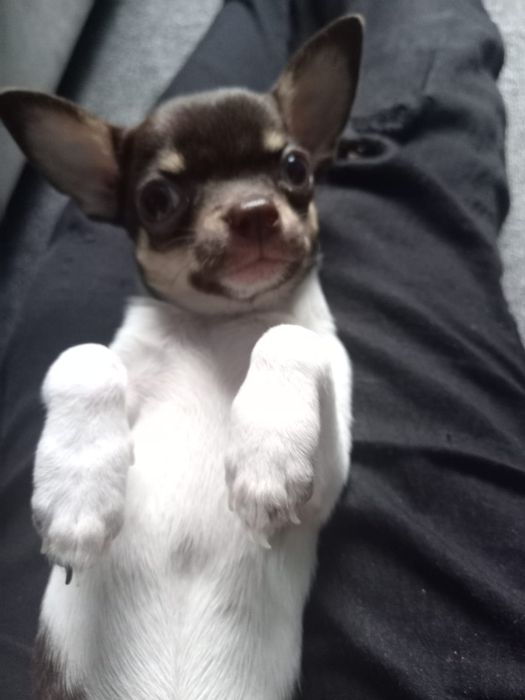 Чихуахуа мини девочка