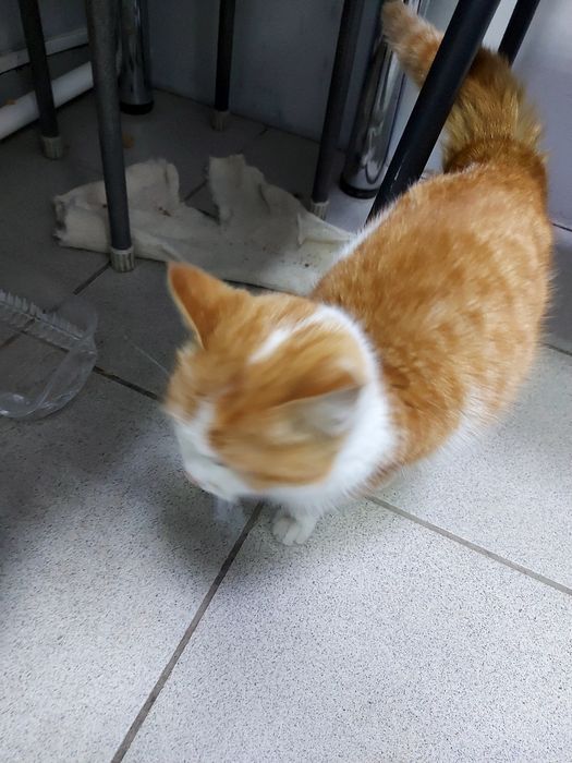 Мальчик в добрые руки