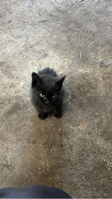 Котенок Мальчик
