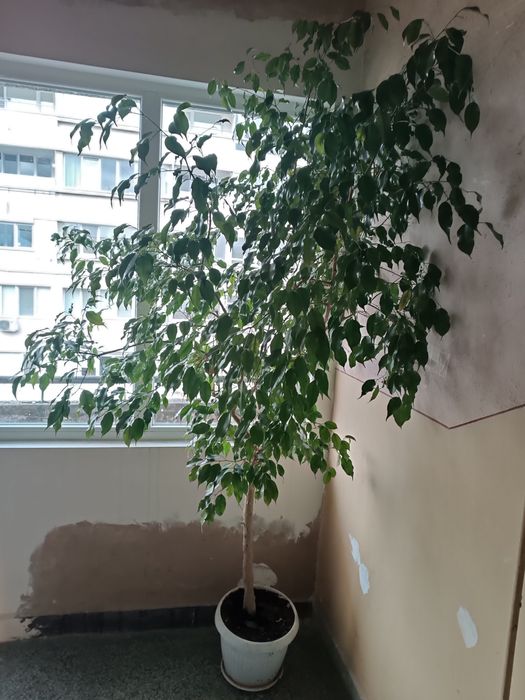 Бенджамин 3 метра