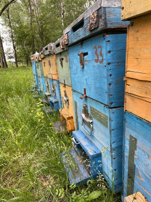 Vând 90 cutii ,cat,capac