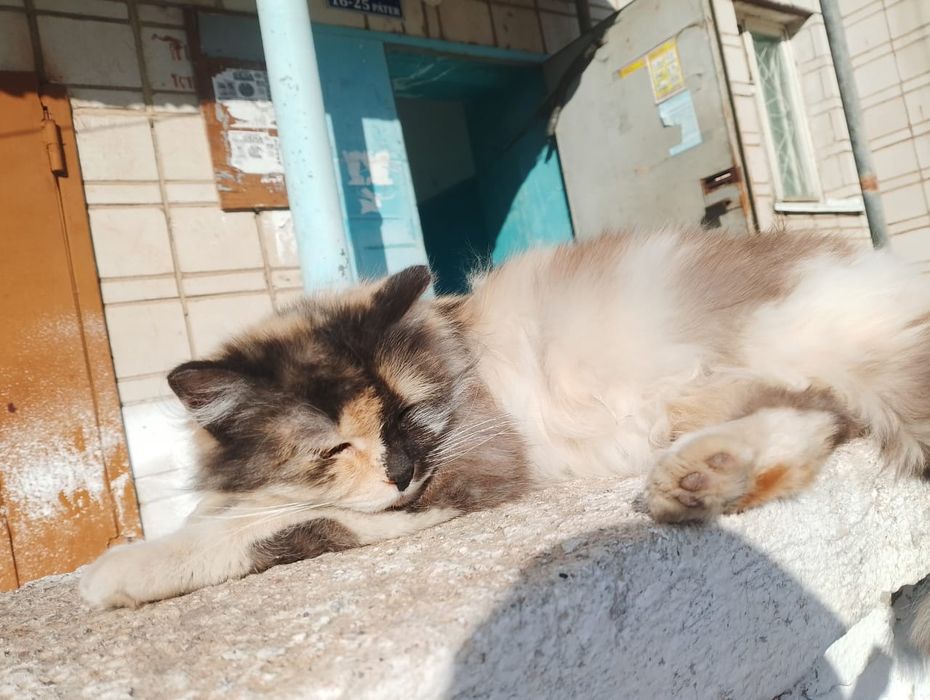 Одам кошек/котов