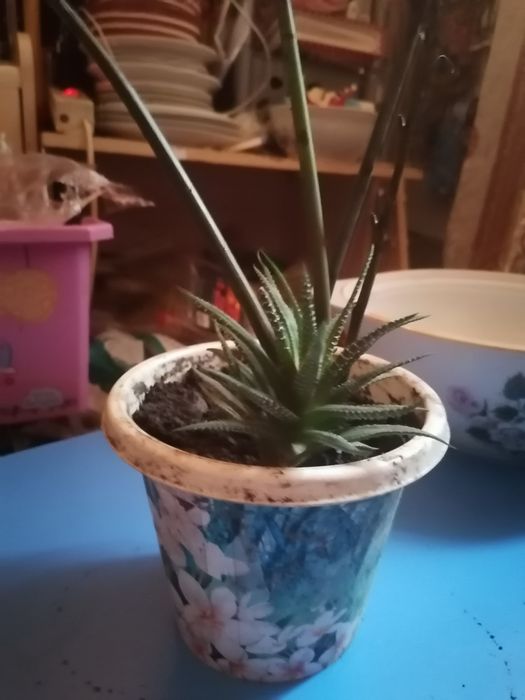 Хавортия, замиокулькас, сциндапсус