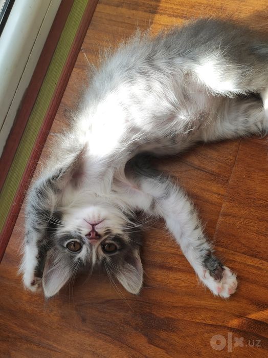 котята в самые добрые руки