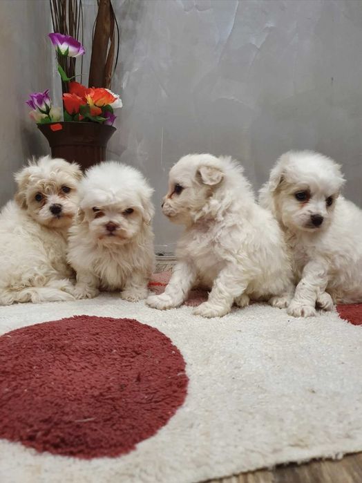 Чистокръвни мини болонки малтезер