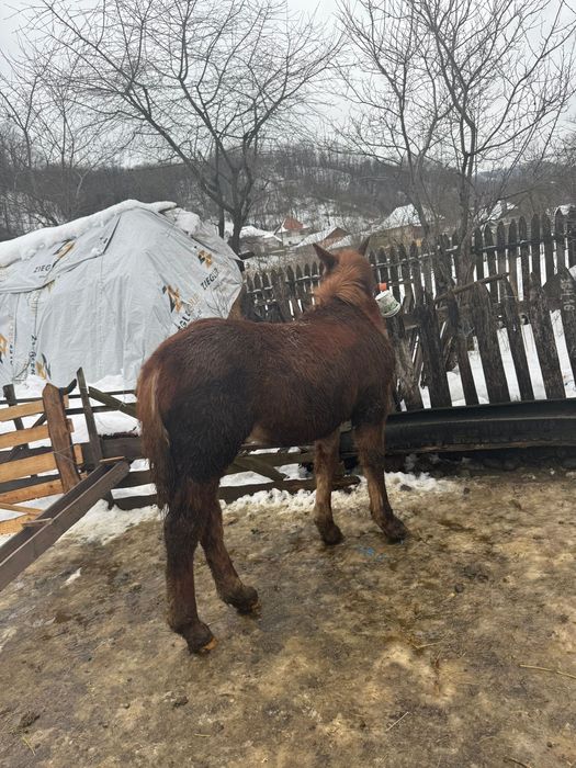 Vând 2 manze tinere