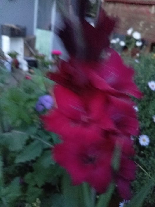 Продам луковицы гладиолуса и георгин